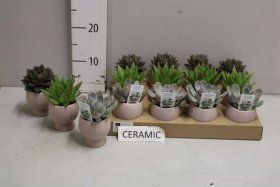 Kambarinis augalas, kalvorė, vazono skersmuo 20 cm.