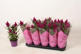 Vienmetė gėlė, celiozija "Deep Purple", vazonėlio skersmuo 12 cm.