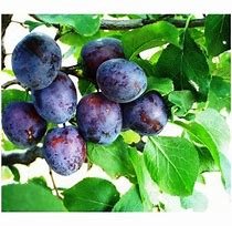 Vaismedis, slyva "Herman"