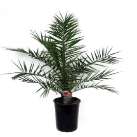 Kambarinis augalas, finikas, vazono skersmuo 19 cm.