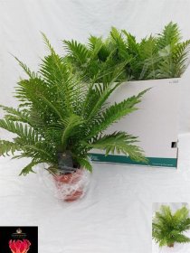 Kambarinis augalas, unksmenė, vazono skersmuo 17 cm.