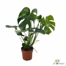 Kambarinis augalas, monstera, vazono skersmuo 17 cm.