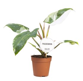 Kambarinis augalas, filodendras "White Price", vazonėlio skersmuo 12 cm.