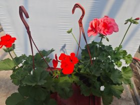 Vienmetė gėlė, pelargonija (pusiau svyranti) "Cumbanita", vazonėlio skersmuo 15 cm.