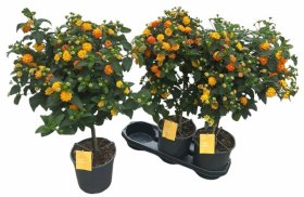Vienmetė gėlė, lantana "Simon Orange", vazonėlio skersmuo 19 cm.