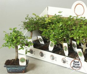 Kambarinis augalas, fikusas (Bonsai), vazonėlio skersmuo 12 cm.