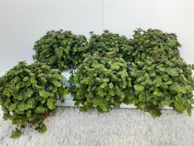 Kambarinis augalas, kalizija gulsčioji, vazonėlio skersmuo 12 cm.