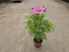 Vienmetė gėlė, kosmėja, vazonėlio skersmuo 12 cm.