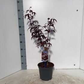 Dekoratyvinis medis, klevas "Red Emperor", vazonėlio skersmuo 19 cm.