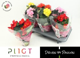 Kambarinis augalas, begonija, įvairios, vazonėlio skersmuo 13 cm.