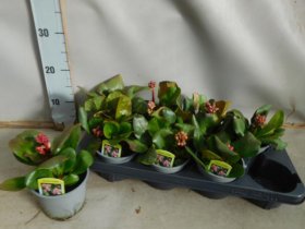 Daugiametė gėlė, bergenija, vazonėlio skersmuo 13 cm.