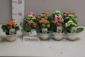 Kambarinis augalas, kalankė, keraminiame vazonėlyje, skersmuo 7 cm.