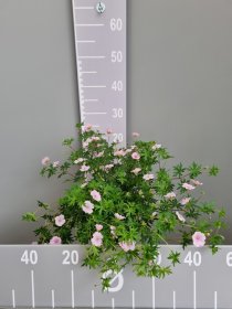 Daugiametė gėlė, snaputis "Striatum", vazonas 2 l.