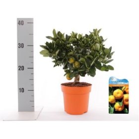 Kambarinis augalas, mandarinmedis ant stiebo, su vaisiais, vazonėlio skersmuo 14 cm.