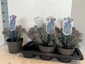 Dekoratyvinis krūmas, siauralapė balžuva, vazonėlio skersmuo 17 cm.