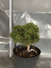 Spygliuotis, pušis kabelinė "SS5", vazonėlio skersmuo 23 cm.