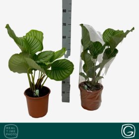 Kambarinis augalas, kalatėja "Orbifolia", vazonėlio skersmuo 21 cm.