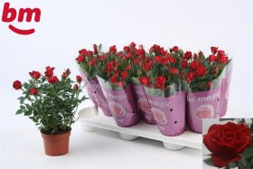 Kambarinis augalas, roželė "Hot Jewel", vazonėlio skersmuo 11 cm.