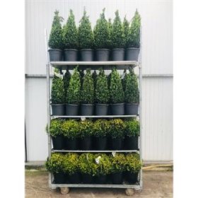 Dekoratyvinis krūmas, buksmedis, piramidės formos, vazono skersmuo 23 cm.