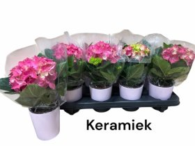 Dekoratyvinis krūmas, hortenzija didžialapė, keraminiame vazonėlyje, vazonėlio skersmuo 9 cm.