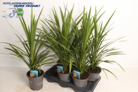 Žolinis augalas, kordilina "Peko", vazonėlio skersmuo 17 cm.