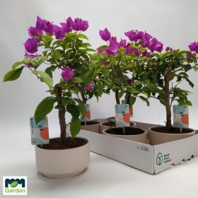 Kambarinis augalas, bugenvilija (bonsai), vazonėlio skersmuo 18 cm.