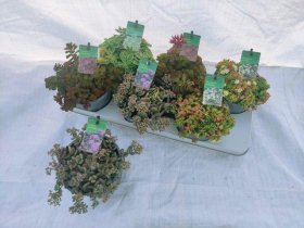 Alpinariumo augalas, šilokas, įvairūs, vazonėlio skersmuo 15 cm.