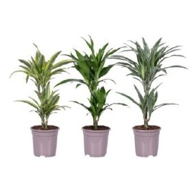 Kambarinis augalas, dracena dryžuotoji, vazono skersmuo 17 cm.