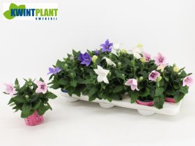 Daugiametė gėlė, plačiavarpis, įvairūs, vazonėlio skersmuo 11 cm.