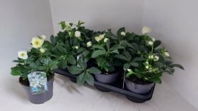 Daugiametė gėlė, eleboras "Niger", vazonėlio skersmuo 15 cm.