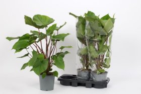 Kambarinis augalas, homalomena "Rub Maggy", vazonėlio skersmuo 19 cm.