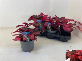 Kambarinis augalas, irezinė "Redstar", vazonėlio skersmuo 13 cm.