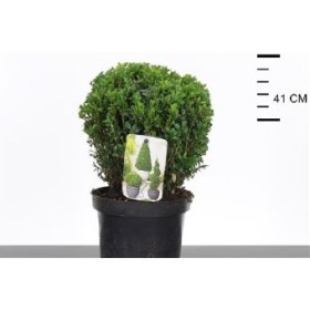 Dekoratyvinis krūmas, buksmedis, rutulio formos, vazono skersmuo 19 cm.