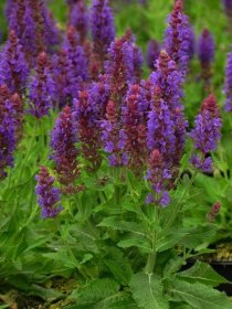 Daugiametė gėlė, šalavijas gojinis "Sensation Compact Violet", vazonėlio skersmuo 14 cm.