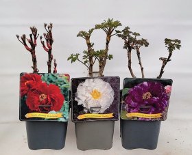 Daugiametė gėlė, bijūnas krūminis, vazonas 2 l.