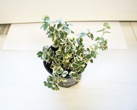 Dekoratyvinis krūmas, fortūno ožekšnis "Emerald Gaiety", vazono skersmuo 10,5 cm.