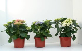 Dekoratyvinis krūmas, hortenzija didžialapė, įvairios veislės, vazonas 2 l.