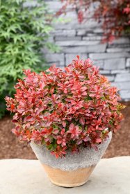 Dekoratyvinis krūmas, raugerškis tunbergo "Admiration", vazonas 2 l.