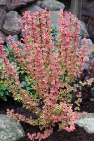 Dekoratyvinis krūmas, raugerškis tunbergo "Orange Rocket", vazonas 2 l.