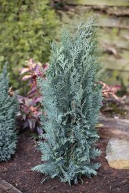 Spygliuotis, puskiparisis lausono "Columnaris Glauca", vazonas 2 l.