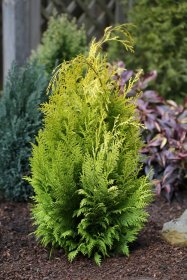 Spygliuotis, puskiparisis lausono "Yvonne", vazonas 2 l.