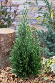 Spygliuotis, puskiparisis lausono "White Spot", vazonas 2 l.