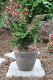 Spygliuotis, puskiparisis bukasis "Teddy Bear", vazonas 2 l.