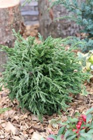 Spygliuotis, puskiparisis žirniavaisis "Baby Blue", vazonas 2 l.