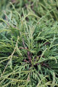 Spygliuotis, puskiparisis žirniavaisis "Filifera Nana", vazonas 2 l.