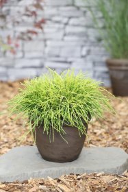 Spygliuotis, puskiparisis žirniavaisis "Sungold", vazonas 2 l.