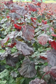 Dekoratyvinis krūmas, lazdynas paprastasis "Red Majestic", vazonas 2 l.