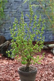 Dekoratyvinis krūmas, lazdynas paprastasis "Scooter", vazonas 2 l.