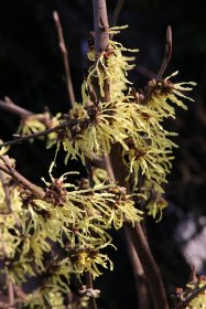Dekoratyvinis krūmas, hamamelis tarpinis "Arnold Promise", vazonas 5 l.