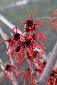 Dekoratyvinis krūmas, hamamelis tarpinis "Diane", vazonas 5 l.